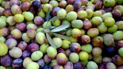 &Rho;&epsilon;&kappa;ό&rho; &pi;&alpha;&rho;&alpha;&gamma;&omega;&gamma;ή&sigmaf; &epsilon;&pi;&iota;&tau;&rho;&alpha;&pi;έ&zeta;&iota;&alpha;&sigmaf; &epsilon;&lambda;&iota;ά&sigmaf; - &Xi;&epsilon;&pi;έ&rho;&alpha;&sigma;&epsilon; &tau;&omicron;&upsilon;&sigmaf; 445 &chi;&iota;&lambda;&iota;ά&delta;&epsilon;&sigmaf; &tau;ό&nu;&omicron;&upsilon;&sigmaf;