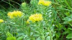 &Eta; &Rho;&omicron;&delta;&iota;ό&lambda;&alpha; &epsilon;ί&nu;&alpha;&iota; &tau;&omicron; &beta;ό&tau;&alpha;&nu;&omicron; &tau;&omicron;&upsilon; 21&omicron;&upsilon; &alpha;&iota;ώ&nu;&alpha; &mu;&epsilon; &pi;&lambda;&omicron;ύ&sigma;&iota;&epsilon;&sigmaf; &epsilon;&upsilon;&epsilon;&rho;&gamma;&epsilon;&tau;&iota;&kappa;έ&sigmaf; &iota;&delta;&iota;ό&tau;&eta;&tau;&epsilon;&sigmaf;