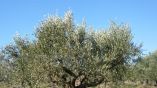 &Pi;&alpha;&rho;&alpha;&tau;&epsilon;ί&nu;&epsilon;&tau;&alpha;&iota; &eta; &pi;&rho;&omicron;&theta;&epsilon;&sigma;&mu;ί&alpha; &gamma;&iota;&alpha; &alpha;&iota;&tau;ή&sigma;&epsilon;&iota;&sigmaf; &pi;&rho;&omicron;&kappa;&alpha;&tau;&alpha;&beta;&omicron;&lambda;ή&sigmaf; &tau;&omega;&nu;  &pi;&rho;&omicron;&gamma;&rho;&alpha;&mu;&mu;ά&tau;&omega;&nu; &tau;&omega;&nu; &Omicron;&rho;&gamma;&alpha;&nu;ώ&sigma;&epsilon;&omega;&nu; &Epsilon;&lambda;&alpha;&iota;&omicron;&kappa;&omicron;&mu;&iota;&kappa;ώ&nu; &Phi;&omicron;&rho;έ&omega;&nu;