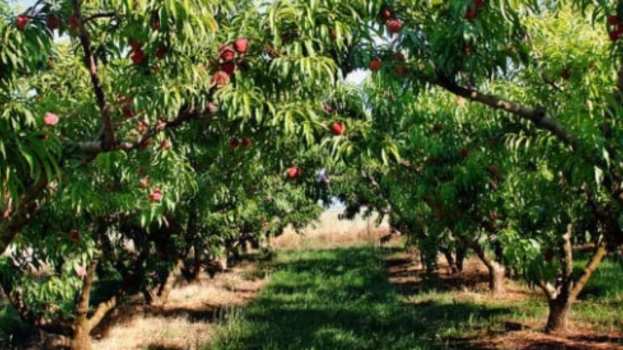 &Rho;&omicron;&delta;&alpha;&kappa;&iota;&nu;&iota;ά: &Alpha;&nu;&tau;&iota;&mu;&epsilon;&tau;ώ&pi;&iota;&sigma;&eta; &epsilon;&chi;&theta;&rho;ώ&nu; - &Pi;&omicron;&iota;&epsilon;&sigmaf; &epsilon;&pi;&epsilon;&mu;&beta;ά&sigma;&epsilon;&iota;&sigmaf; &pi;&rho;έ&pi;&epsilon;&iota; &nu;&alpha; &gamma;ί&nu;&omicron;&upsilon;&nu; &gamma;&iota;&alpha; &Alpha;&nu;ά&rho;&sigma;&iota;&alpha; &kappa;&alpha;&iota; &Phi;&upsilon;&lambda;&lambda;&omicron;&delta;έ&tau;&eta;