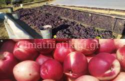 &Tau;&iota; &alpha;&nu;&alpha;&phi;έ&rho;&epsilon;&iota; &omicron; &kappa;&alpha;&nu;&omicron;&nu;&iota;&sigma;&mu;ό&sigmaf; &gamma;&iota;&alpha; &tau;&eta;&nu; &pi;ί&sigma;&tau;&omega;&sigma;&eta; &tau;&omega;&nu; 26,2 &epsilon;&kappa;. &epsilon;&upsilon;&rho;ώ - &Epsilon;&pi;&iota;&lambda;&omicron;&gamma;ή &kappa;&rho;&iota;&tau;&eta;&rho;ί&omega;&nu; &chi;&omicron;&rho;ή&gamma;&eta;&sigma;&eta;&sigmaf; &epsilon;&nu;ί&sigma;&chi;&upsilon;&sigma;&eta;&sigmaf; &alpha;&pi;ό &tau;&eta;&nu; &Epsilon;&lambda;&lambda;ά&delta;&alpha; &kappa;&alpha;&iota; &sigma;&tau;ό&chi;&omicron;&iota; &alpha;&pi;ό &tau;&eta;&nu; &Epsilon;&Epsilon;