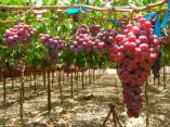 &Eta;&mu;&epsilon;&rho;ί&delta;&alpha; &mu;&epsilon; &theta;έ&mu;&alpha; "&Epsilon;&pi;&iota;&tau;&rho;&alpha;&pi;έ&zeta;&iota;&alpha; &sigma;&tau;&alpha;&phi;ύ&lambda;&iota;&alpha; Crimson (seedless) &mu;&iota;&alpha; &pi;&omicron;&iota;&kappa;&iota;&lambda;ί&alpha; &mu;&epsilon; έ&nu;&tau;&omicron;&nu;&omicron; &epsilon;&xi;&alpha;&gamma;&omega;&gamma;&iota;&kappa;ό &epsilon;&nu;&delta;&iota;&alpha;&phi;έ&rho;&omicron;&nu;"