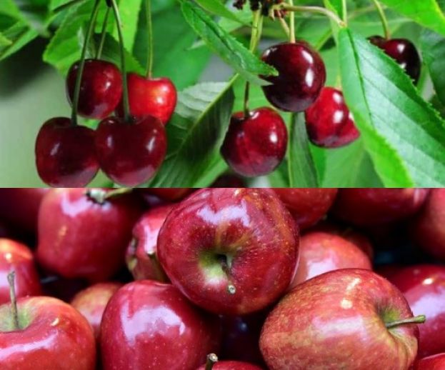 &Epsilon;&xi;ώ&delta;&iota;&kappa;&omicron; &sigma;&tau;&omicron;&nu; &Epsilon;&Lambda;&Gamma;&Alpha; &alpha;&pi;έ&sigma;&tau;&epsilon;&iota;&lambda;&alpha;&nu; &omicron;&iota; &alpha;&gamma;&rho;ό&tau;&epsilon;&sigmaf; &tau;&omicron;&upsilon; &Pi;ύ&rho;&gamma;&omicron;&upsilon; &kappa;&alpha;&iota; &Mu;&epsilon;&sigma;ό&beta;&omicron;&upsilon;&nu;&omicron;&upsilon; &delta;&iota;&alpha;&mu;&alpha;&rho;&tau;&upsilon;&rho;ό&mu;&epsilon;&nu;&omicron;&iota; &gamma;&iota;&alpha; &tau;&eta; &mu;&eta; &alpha;&pi;ό&delta;&omicron;&sigma;&eta; &alpha;&pi;&omicron;&zeta;&eta;&mu;&iota;ώ&sigma;&epsilon;&omega;&nu;