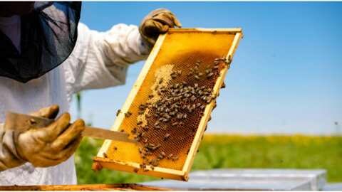 &Lambda;ά&rho;&iota;&sigma;&alpha;: &Epsilon;&kappa;&delta;ή&lambda;&omega;&sigma;&eta; &gamma;&iota;&alpha; &tau;&eta; &mu;&epsilon;&lambda;&iota;&sigma;&sigma;&omicron;&kappa;&omicron;&mu;ί&alpha; &kappa;&alpha;&iota; &tau;&alpha; &pi;&rho;&omicron;ϊό&nu;&tau;&alpha; &tau;&eta;&sigmaf;