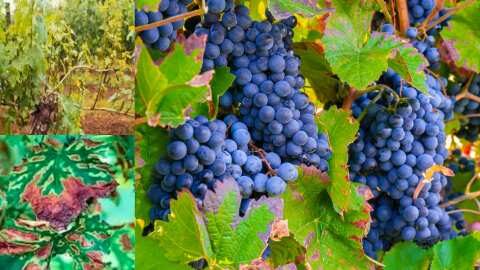 &Alpha;&gamma;&rho;&omicron;&tau;&iota;&kappa;ά &nu;έ&alpha;: &Gamma;&epsilon;&omega;&rho;&gamma;&iota;&kappa;έ&sigmaf; &pi;&rho;&omicron;&epsilon;&iota;&delta;&omicron;&pi;&omicron;&iota;ή&sigma;&epsilon;&iota;&sigmaf; &gamma;&iota;&alpha; &tau;&omicron; &Alpha;&mu;&pi;έ&lambda;&iota;