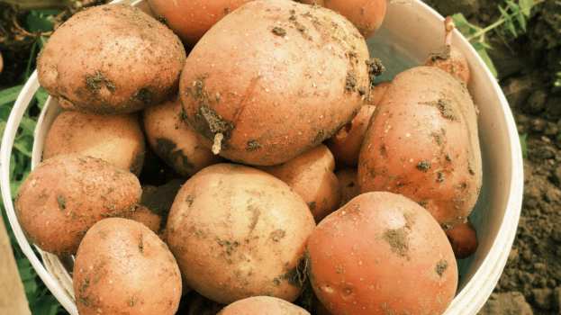 &Gamma;&epsilon;&omega;&rho;&gamma;&iota;&kappa;έ&sigmaf; &pi;&rho;&omicron;&epsilon;&iota;&delta;&omicron;&pi;&omicron;&iota;ή&sigma;&epsilon;&iota;&sigmaf; &gamma;&iota;&alpha; &tau;&eta;&nu; &Pi;&alpha;&tau;ά&tau;&alpha;