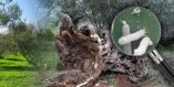 &Alpha;&pi;&omicron;&tau;&rho;&omicron;&pi;ή &tau;&eta;&sigmaf; &epsilon;&xi;ά&pi;&lambda;&omega;&sigma;&eta;&sigmaf; &tau;&omicron;&upsilon; &epsilon;&pi;&iota;&beta;&lambda;&alpha;&beta;ή &omicron;&rho;&gamma;&alpha;&nu;&iota;&sigma;&mu;&omicron;ύ Xylella fastidiosa