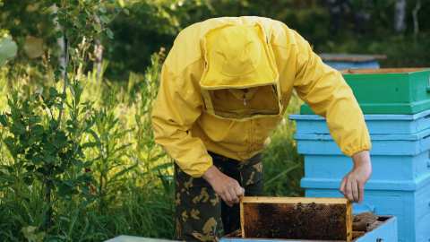 &Pi;.&Epsilon;. &Eta;&mu;&alpha;&theta;ί&alpha;&sigmaf; &gamma;&iota;&alpha; &delta;&rho;ά&sigma;&epsilon;&iota;&sigmaf; &mu;&epsilon;&lambda;&iota;&sigma;&sigma;&omicron;&kappa;&omicron;&mu;ί&alpha;&sigmaf;: &Alpha;&nu;&tau;&iota;&kappa;&alpha;&tau;ά&sigma;&tau;&alpha;&sigma;&eta; &kappa;&upsilon;&psi;&epsilon;&lambda;ώ&nu; &kappa;&alpha;&iota; &mu;&epsilon;&tau;&alpha;&kappa;&iota;&nu;ή&sigma;&epsilon;&iota;&sigmaf;