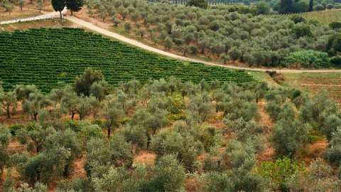 &Gamma;&epsilon;&omega;&rho;&gamma;&iota;&kappa;έ&sigmaf; &pi;&rho;&omicron;&epsilon;&iota;&delta;&omicron;&pi;&omicron;&iota;ή&sigma;&epsilon;&iota;&sigmaf; &gamma;&iota;&alpha; &tau;&eta;&nu; &Epsilon;&lambda;&iota;ά | &Alpha;&gamma;&rho;&omicron;&tau;&iota;&kappa;ά &nu;έ&alpha; IMATHIOTIKIGI.GR
