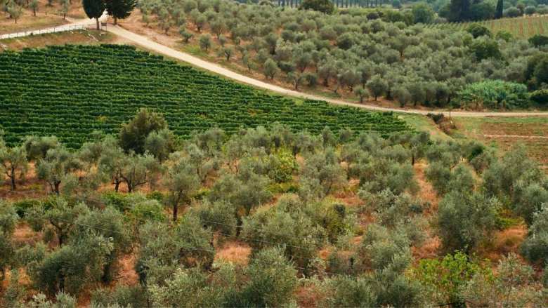 &Gamma;&epsilon;&omega;&rho;&gamma;&iota;&kappa;έ&sigmaf; &pi;&rho;&omicron;&epsilon;&iota;&delta;&omicron;&pi;&omicron;&iota;ή&sigma;&epsilon;&iota;&sigmaf; &gamma;&iota;&alpha; &tau;&eta;&nu; &Epsilon;&lambda;&iota;ά | &Alpha;&gamma;&rho;&omicron;&tau;&iota;&kappa;ά &nu;έ&alpha; IMATHIOTIKIGI.GR