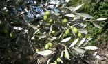 &Gamma;&epsilon;&omega;&rho;&gamma;&iota;&kappa;έ&sigmaf; &Pi;&rho;&omicron;&epsilon;&iota;&delta;&omicron;&pi;&omicron;&iota;ή&sigma;&epsilon;&iota;&sigmaf; &phi;&upsilon;&tau;&omicron;&pi;&rho;&omicron;&sigma;&tau;&alpha;&sigma;ί&alpha;&sigmaf; &gamma;&iota;&alpha; &tau;&eta;&nu; &Epsilon;&lambda;&iota;ά - &Kappa;&upsilon;&kappa;&lambda;&omicron;&kappa;ό&nu;&iota;&omicron;, &kappa;&alpha;&lambda;ό&kappa;&omicron;&rho;&eta;, &pi;&upsilon;&rho;&eta;&nu;&omicron;&tau;&rho;ή&tau;&eta;&sigmaf;