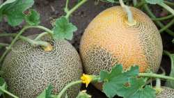 &Epsilon;&mu;&phi;ά&nu;&iota;&sigma;&eta; &omega;ί&delta;&iota;&omicron;&upsilon;, &tau;&epsilon;&tau;&rho;ά&nu;&upsilon;&chi;&omicron;&upsilon;, &theta;&rho;ί&pi;&alpha; &kappa;&alpha;&iota; &alpha;&lambda;&epsilon;&upsilon;&rho;ώ&delta;&eta; &sigma;&epsilon; &kappa;&alpha;&lambda;&lambda;&iota;έ&rho;&gamma;&epsilon;&iota;&epsilon;&sigmaf; &pi;&epsilon;&pi;&omicron;&nu;&iota;ώ&nu;