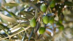 &Omicron;&iota; &alpha;&pi;&omicron;&phi;ά&sigma;&epsilon;&iota;&sigmaf; &pi;&omicron;&upsilon; &epsilon;&lambda;ή&phi;&theta;&eta;&sigma;&alpha;&nu; &sigma;&tau;&eta;&nu; &Gamma;&epsilon;&nu;&iota;&kappa;ή &Sigma;&upsilon;&nu;έ&lambda;&epsilon;&upsilon;&sigma;&eta; &tau;&eta;&sigmaf; &Delta;&Omicron;&Epsilon;&Pi;&Epsilon;&Lambda;