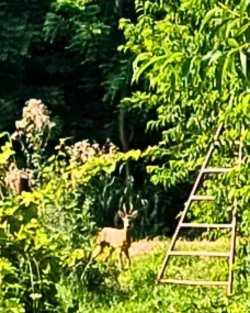 &Epsilon;&mu;&phi;ά&nu;&iota;&sigma;&eta; &zeta;&alpha;&rho;&kappa;&alpha;&delta;&iota;&omicron;ύ &sigma;&epsilon; &chi;&omega;&rho;&iota;ό &tau;&eta;&sigmaf; &Eta;&mu;&alpha;&theta;ί&alpha;&sigmaf; &lambda;ί&gamma;&alpha; &mu;έ&tau;&rho;&alpha; &alpha;&pi;ό &pi;&alpha;&rho;&alpha;&gamma;&omega;&gamma;ό &pi;&omicron;&upsilon; &pi;&rho;&alpha;&gamma;&mu;&alpha;&tau;&omicron;&pi;&omicron;&iota;&omicron;ύ&sigma;&epsilon; &epsilon;&rho;&gamma;&alpha;&sigma;ί&epsilon;&sigmaf;