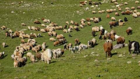&Lambda;ύ&kappa;&omicron;&iota; &kappa;&alpha;&tau;&alpha;&sigma;&pi;ά&rho;&alpha;&xi;&alpha;&nu; &kappa;&omicron;&pi;ά&delta;&iota; &alpha;&iota;&gamma;ώ&nu; &sigma;&tau;&eta;&nu; &Alpha;&lambda;&alpha;&gamma;&omicron;&nu;ί&alpha; &tau;&omicron;&upsilon; &Tau;&alpha;ϋ&gamma;έ&tau;&omicron;&upsilon;