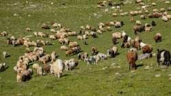 &Lambda;ύ&kappa;&omicron;&iota; &kappa;&alpha;&tau;&alpha;&sigma;&pi;ά&rho;&alpha;&xi;&alpha;&nu; &kappa;&omicron;&pi;ά&delta;&iota; &alpha;&iota;&gamma;ώ&nu; &sigma;&tau;&eta;&nu; &Alpha;&lambda;&alpha;&gamma;&omicron;&nu;ί&alpha; &tau;&omicron;&upsilon; &Tau;&alpha;ϋ&gamma;έ&tau;&omicron;&upsilon;