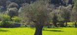 &Delta;&rho;ά&sigma;&eta; 10.1.02 &ldquo;&Pi;&rho;&omicron;&sigma;&tau;&alpha;&sigma;ί&alpha; &pi;&alpha;&rho;&alpha;&delta;&omicron;&sigma;&iota;&alpha;&kappa;&omicron;ύ &epsilon;&lambda;&alpha;&iota;ώ&nu;&alpha; Ά&mu;&phi;&iota;&sigma;&sigma;&alpha;&sigmaf;&rdquo;