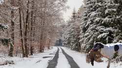 &Delta;&alpha;&sigma;&alpha;&rho;&chi;&epsilon;ί&omicron; &Beta;έ&rho;&omicron;&iota;&alpha;&sigmaf;: &Delta;&alpha;&sigma;&iota;&kappa;ή &Alpha;&pi;&alpha;&gamma;&omicron;&rho;&epsilon;&upsilon;&tau;&iota;&kappa;ή &Delta;&iota;ά&tau;&alpha;&xi;&eta; &theta;ή&rho;&alpha;&sigmaf; &sigma;&epsilon; &pi;&epsilon;&rho;&iota;&pi;&tau;ώ&sigma;&epsilon;&iota;&sigmaf; &iota;&delta;&iota;&alpha;ί&tau;&epsilon;&rho;&alpha; &delta;&upsilon;&sigma;&mu;&epsilon;&nu;ώ&nu; &kappa;&alpha;&iota;&rho;&iota;&kappa;ώ&nu; &sigma;&upsilon;&nu;&theta;&eta;&kappa;ώ&nu;