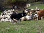 &Epsilon;&lambda;&lambda;&eta;&nu;&iota;&kappa;ό&sigmaf; &pi;&omicron;&iota;&mu;&epsilon;&nu;&iota;&kappa;ό&sigmaf;: &omicron; &phi;ύ&lambda;&alpha;&kappa;&alpha;&sigmaf; &chi;&iota;&lambda;&iota;ά&delta;&omega;&nu; &kappa;&omicron;&pi;&alpha;&delta;&iota;ώ&nu; &pi;&omicron;&upsilon; &pi;&epsilon;&rho;&iota;&mu;έ&nu;&epsilon;&iota; &epsilon;&delta;ώ &kappa;&alpha;&iota; &delta;&epsilon;&kappa;&alpha;&epsilon;&tau;ί&epsilon;&sigmaf; &epsilon;&pi;ί&sigma;&eta;&mu;&eta; &alpha;&nu;&alpha;&gamma;&nu;ώ&rho;&iota;&sigma;&eta;