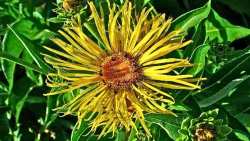 &Alpha;&upsilon;&tau;ό &epsilon;ί&nu;&alpha;&iota; &tau;&omicron; &pi;&omicron;&lambda;ύ&tau;&iota;&mu;&omicron; &beta;ό&tau;&alpha;&nu;&omicron; &gamma;&iota;&alpha; &tau;&iota;&sigmaf; &pi;&alpha;&theta;ή&sigma;&epsilon;&iota;&sigmaf; &tau;&omega;&nu; &pi;&nu;&epsilon;&upsilon;&mu;ό&nu;&omega;&nu; &kappa;&alpha;&iota; &tau;&eta;&sigmaf; &alpha;&nu;&alpha;&pi;&nu;&epsilon;&upsilon;&sigma;&tau;&iota;&kappa;ή&sigmaf; &omicron;&delta;&omicron;ύ