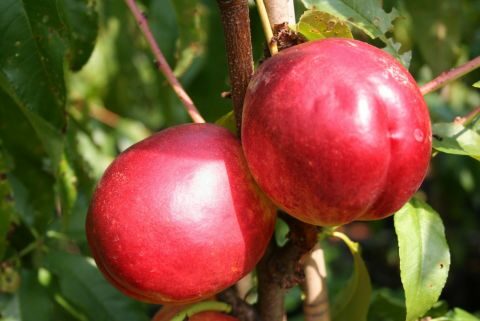 &Pi;&omega;&lambda;&epsilon;ί&tau;&alpha;&iota; &chi;&omega;&rho;ά&phi;&iota; 8 &sigma;&tau;&rho;έ&mu;&mu;&alpha;&tau;&alpha; &mu;&epsilon; &nu;&epsilon;&kappa;&tau;&alpha;&rho;&iota;&nu;&iota;έ&sigmaf; - &Pi;&omicron;&iota;&kappa;&iota;&lambda;ί&epsilon;&sigmaf; Red gold &amp; Gea
