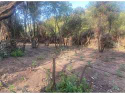 &Epsilon;&nu;&tau;&omicron;&pi;ί&sigma;&tau;&eta;&kappa;&alpha;&nu; 855 &delta;&epsilon;&nu;&delta;&rho;ύ&lambda;&lambda;&iota;&alpha; &kappa;ά&nu;&nu;&alpha;&beta;&eta;&sigmaf; &sigma;&epsilon; &omicron;&rho;&epsilon;&iota;&nu;ή &pi;&epsilon;&rho;&iota;&omicron;&chi;ή &tau;&eta;&sigmaf; &Alpha;&iota;&tau;&omega;&lambda;&omicron;&alpha;&kappa;&alpha;&rho;&nu;&alpha;&nu;ί&alpha;&sigmaf; &ndash; &Eta; &alpha;&nu;&alpha;&kappa;&omicron;ί&nu;&omega;&sigma;&eta; &tau;&eta;&sigmaf; &Epsilon;&Lambda;.&Alpha;&Sigma;