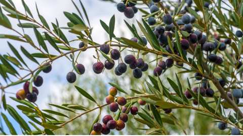 &Gamma;&epsilon;&omega;&rho;&gamma;&iota;&kappa;έ&sigmaf; &pi;&rho;&omicron;&epsilon;&iota;&delta;&omicron;&pi;&omicron;&iota;ή&sigma;&epsilon;&iota;&sigmaf; &gamma;&iota;&alpha; &tau;&eta;&nu; &Epsilon;&lambda;&iota;ά
