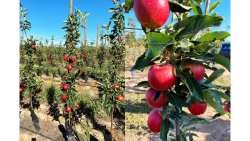 WILDFIRE &reg; RKD GALA: &Eta; &nu;έ&alpha; &pi;&rho;ώ&iota;&mu;&eta; &pi;&omicron;&iota;&kappa;&iota;&lambda;ί&alpha; &mu;ή&lambda;&omicron;&upsilon; &pi;&omicron;&upsilon; &alpha;&lambda;&lambda;ά&zeta;&epsilon;&iota; &tau;&alpha; &delta;&epsilon;&delta;&omicron;&mu;έ&nu;&alpha;