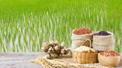 &Rho;&upsilon;&zeta;&omicron;&kappa;&alpha;&lambda;&lambda;&iota;έ&rho;&gamma;&epsilon;&iota;&alpha;: &Tau;&rho;ί&tau;&eta; &epsilon;&upsilon;&rho;&omega;&pi;&alpha;ϊ&kappa;ή &laquo;&delta;ύ&nu;&alpha;&mu;&eta;&raquo; &eta; &Epsilon;&lambda;&lambda;ά&delta;&alpha;