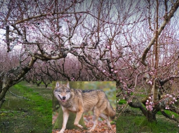 &Epsilon;&mu;&phi;ά&nu;&iota;&sigma;&eta; &lambda;ύ&kappa;&omicron;&upsilon; &sigma;&epsilon; &kappa;&tau;ή&mu;&alpha;&tau;&alpha; &sigma;&tau;&eta;&nu; &pi;&epsilon;&rho;&iota;&omicron;&chi;ή &tau;&eta;&sigmaf; &Beta;έ&rho;&omicron;&iota;&alpha;&sigmaf;  www.imathiotikigi.gr