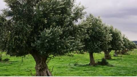 &Gamma;&epsilon;&omega;&rho;&gamma;&iota;&kappa;έ&sigmaf; &pi;&rho;&omicron;&epsilon;&iota;&delta;&omicron;&pi;&omicron;&iota;ή&sigma;&epsilon;&iota;&sigmaf; &gamma;&iota;&alpha; &tau;&eta;&nu; &epsilon;&lambda;&iota;ά
