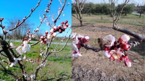 &Gamma;&epsilon;&omega;&rho;&gamma;&iota;&kappa;έ&sigmaf; &pi;&rho;&omicron;&epsilon;&iota;&delta;&omicron;&pi;&omicron;&iota;ή&sigma;&epsilon;&iota;&sigmaf; &gamma;&iota;&alpha; &tau;&eta; &Beta;&epsilon;&rho;&iota;&kappa;&omicron;&kappa;&iota;ά