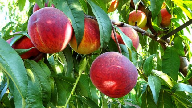 450 &epsilon;&upsilon;&rho;ώ &alpha;&nu;ά &sigma;&tau;&rho;έ&mu;&mu;&alpha; &gamma;&iota;&alpha; &alpha;&nu;&alpha;&delta;&iota;ά&rho;&theta;&rho;&omega;&sigma;&eta; &kappa;&alpha;&lambda;&lambda;&iota;έ&rho;&gamma;&epsilon;&iota;&alpha;&sigmaf; &nu;&epsilon;&kappa;&tau;&alpha;&rho;&iota;&nu;&iota;ώ&nu; &kappa;&alpha;&iota; &epsilon;&pi;&iota;&tau;&rho;&alpha;&pi;έ&zeta;&iota;&omega;&nu; &rho;&omicron;&delta;ά&kappa;&iota;&nu;&omega;&nu;