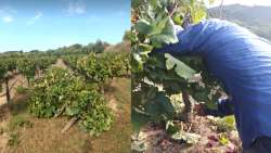 Ώ&rho;&alpha; &mu;&eta;&delta;έ&nu; &gamma;&iota;&alpha; &tau;&omicron;&upsilon;&sigmaf; &sigma;&tau;&alpha;&phi;&iota;&delta;&omicron;&pi;&alpha;&rho;&alpha;&gamma;&omega;&gamma;&omicron;ύ&sigmaf; - &Pi;&rho;&omicron;&chi;&omega;&rho;&omicron;ύ&nu; &sigma;&epsilon; &epsilon;&kappa;&rho;ί&zeta;&omega;&sigma;&eta; &tau;&omega;&nu; &sigma;&tau;&alpha;&phi;ί&delta;&omega;&nu; &lambda;ό&gamma;&omega; &chi;&alpha;&mu;&eta;&lambda;ώ&nu; &tau;&iota;&mu;ώ&nu;