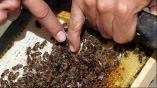 &Pi;&rho;ό&epsilon;&delta;&rho;&omicron;&sigmaf; &Omicron;&Mu;&Sigma;&Epsilon; : &Tau;&epsilon;&rho;ά&sigma;&tau;&iota;&epsilon;&sigmaf; &omicron;&iota; &sigma;&upsilon;&nu;έ&pi;&epsilon;&iota;&epsilon;&sigmaf; &alpha;&pi;ό &tau;&eta;&nu; &kappa;&alpha;&tau;&alpha;&sigma;&tau;&rho;&omicron;&phi;ή &tau;&omicron;&upsilon; &pi;&epsilon;&upsilon;&kappa;&omicron;&delta;ά&sigma;&omicron;&upsilon;&sigmaf; &sigma;&tau;&eta;&nu; &Epsilon;ύ&beta;&omicron;&iota;&alpha;