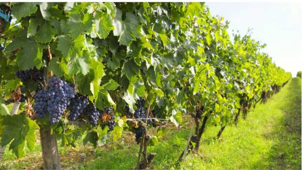 &Kappa;&Epsilon;&Omicron;&Sigma;&Omicron;&Epsilon;: &Nu;έ&alpha; &Upsilon;&pi;&omicron;&upsilon;&rho;&gamma;&iota;&kappa;ή &Alpha;&pi;ό&phi;&alpha;&sigma;&eta; &gamma;&iota;&alpha; &tau;&iota;&sigmaf; ά&delta;&epsilon;&iota;&epsilon;&sigmaf; &phi;ύ&tau;&epsilon;&upsilon;&sigma;&eta;&sigmaf;