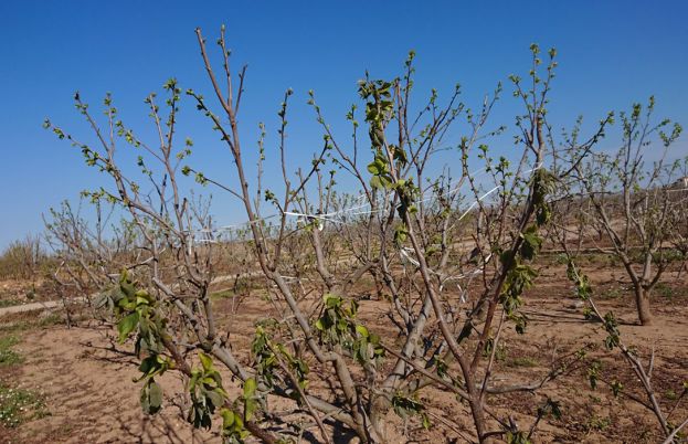 75.000 &sigma;&tau;&rho;έ&mu;&mu;&alpha;&tau;&alpha; &epsilon;&pi;&lambda;ή&gamma;&eta;&sigma;&alpha;&nu; &alpha;&pi;ό &tau;&omicron;&nu; &chi;&tau;&epsilon;&sigma;&iota;&nu;ό &pi;&alpha;&gamma;&epsilon;&tau;ό &sigma;&tau;&eta;&nu; &Iota;&sigma;&pi;&alpha;&nu;ί&alpha; (&Beta;ί&nu;&tau;&epsilon;&omicron;)