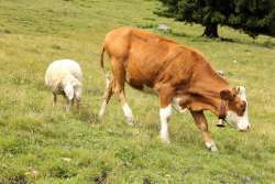 &Nu;έ&alpha; &Zeta;&eta;&lambda;&alpha;&nu;&delta;ί&alpha;: &theta;&alpha; &phi;&omicron;&rho;&omicron;&lambda;&omicron;&gamma;ή&sigma;&epsilon;&iota; &tau;&omicron; &rho;έ&psi;&iota;&mu;&omicron; &tau;&omega;&nu; &alpha;&gamma;&epsilon;&lambda;ά&delta;&omega;&nu; &kappa;&alpha;&iota; &tau;&omega;&nu; &pi;&rho;&omicron;&beta;ά&tau;&omega;&nu;