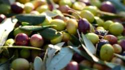 &Delta;&iota;ή&mu;&epsilon;&rho;&eta; &Pi;&epsilon;&rho;&iota;&omicron;&delta;&epsilon;ί&alpha; &Alpha;&upsilon;&gamma;&epsilon;&nu;ά&kappa;&eta; &ndash; &Tau;&rho;&iota;&alpha;&nu;&tau;ό&pi;&omicron;&upsilon;&lambda;&omicron;&upsilon; &sigma;&tau;&omicron; &Eta;&rho;ά&kappa;&lambda;&epsilon;&iota;&omicron; - &Mu;&epsilon; &pi;&omicron;&iota;&omicron;&upsilon;&sigmaf; &theta;&alpha; &sigma;&upsilon;&nu;&alpha;&nu;&tau;&eta;&theta;&omicron;ύ&nu;