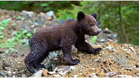 &Nu;&epsilon;&kappa;&rho;ά &delta;ύ&omicron; &mu;&iota;&kappa;&rho;ά &alpha;&rho;&kappa;&omicron;&upsilon;&delta;ά&kappa;&iota;&alpha; &sigma;&tau;&eta;&nu; &Pi;&alpha;&nu;&alpha;&gamma;ί&tau;&sigma;&alpha; &Pi;έ&lambda;&lambda;&alpha;&sigmaf;