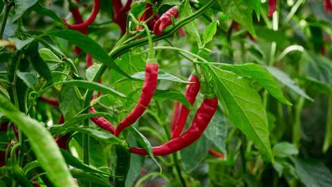 &Tau;&alpha; &epsilon;ί&delta;&eta; &tau;&omega;&nu; &kappa;&alpha;&upsilon;&tau;&epsilon;&rho;ώ&nu; &pi;&iota;&pi;&epsilon;&rho;&iota;ώ&nu; - &Omicron;&phi;έ&lambda;&eta; &kappa;&alpha;&iota; &omicron;&iota; &pi;&alpha;&rho;&epsilon;&nu;έ&rho;&gamma;&epsilon;&iota;&epsilon;&sigmaf;