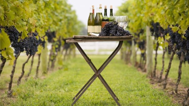 &Tau;&rho;ύ&gamma;&omicron;&sigmaf; &tau;&eta;&sigmaf; &alpha;&mu;&pi;έ&lambda;&omicron;&upsilon; - &Delta;&iota;&alpha;&delta;&iota;&kappa;&alpha;&sigma;ί&epsilon;&sigmaf; &kappa;&alpha;&iota; &kappa;ί&nu;&delta;&upsilon;&nu;&omicron;&iota; &tau;&eta;&sigmaf; &epsilon;&pi;&omicron;&chi;ή&sigmaf; &sigma;&upsilon;&gamma;&kappa;&omicron;&mu;&iota;&delta;ή&sigmaf;