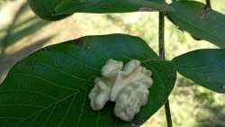 &Alpha;&pi;ό &tau;&iota;&sigmaf; &omicron;&theta;ό&nu;&epsilon;&sigmaf; &tau;&omicron;&upsilon; &upsilon;&pi;&omicron;&lambda;&omicron;&gamma;&iota;&sigma;&tau;ή έ&gamma;&iota;&nu;&epsilon; &epsilon;&pi;&iota;&tau;&upsilon;&chi;&eta;&mu;έ&nu;&omicron;&sigmaf; &alpha;&gamma;&rho;ό&tau;&eta;&sigmaf; &kappa;&alpha;&rho;&upsilon;&delta;&iota;ώ&nu; &kappa;&alpha;&iota; brand &pi;&rho;&omicron;ϊό&nu;&tau;&omega;&nu;