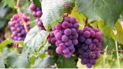 &Gamma;&epsilon;&omega;&rho;&gamma;&iota;&kappa;έ&sigmaf; &pi;&rho;&omicron;&epsilon;&iota;&delta;&omicron;&pi;&omicron;&iota;ή&sigma;&epsilon;&iota;&sigmaf; &gamma;&iota;&alpha; &tau;&omicron; &Alpha;&mu;&pi;έ&lambda;&iota;