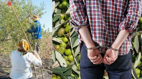 &Alpha;&nu;&delta;&rho;ό&gamma;&upsilon;&nu;&omicron; "&pi;&iota;ά&sigma;&tau;&eta;&kappa;&epsilon;" &nu;&alpha; &mu;&alpha;&zeta;&epsilon;ύ&epsilon;&iota; &epsilon;&lambda;&iota;έ&sigmaf; &sigma;&epsilon; &xi;έ&nu;&omicron; &chi;&omega;&rho;ά&phi;&iota; - &Sigma;&upsilon;&nu;&epsilon;&lambda;ή&phi;&theta;&eta; &omicron; ά&nu;&tau;&rho;&alpha;&sigmaf; &epsilon;&nu;ώ &eta; &gamma;&upsilon;&nu;&alpha;ί&kappa;&alpha; &kappa;&alpha;&tau;ά&phi;&epsilon;&rho;&epsilon; &nu;&alpha; &xi;&epsilon;&phi;ύ&gamma;&epsilon;&iota; &kappa;&alpha;&iota; &alpha;&nu;&alpha;&zeta;&eta;&tau;&epsilon;ί&tau;&alpha;&iota;