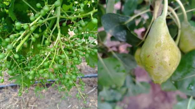 &Tau;&epsilon;&rho;ά&sigma;&tau;&iota;&epsilon;&sigmaf; &zeta;&eta;&mu;&iota;έ&sigmaf; &sigma;&epsilon; &kappa;&alpha;&lambda;&lambda;&iota;έ&rho;&gamma;&epsilon;&iota;&epsilon;&sigmaf; &pi;&rho;&omicron;&kappa;ά&lambda;&epsilon;&sigma;&epsilon; &tau;&omicron; &chi;&alpha;&lambda;ά&zeta;&iota; &sigma;&tau;&omicron;&nu; &Tau;ύ&rho;&nu;&alpha;&beta;&omicron; - &Alpha;&nu;&alpha;&kappa;&omicron;ί&nu;&omega;&sigma;&eta; &tau;&omicron;&upsilon; &Alpha;&gamma;&rho;&omicron;&tau;&iota;&kappa;&omicron;ύ &Sigma;&upsilon;&lambda;&lambda;ό&gamma;&omicron;&upsilon;