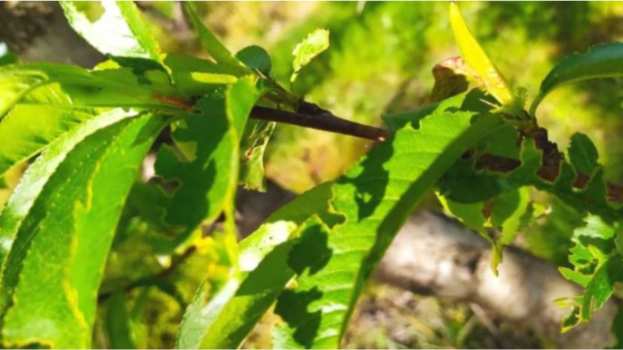 &Tau;&rho;ό&pi;&omicron;&iota; &alpha;&nu;&tau;&iota;&mu;&epsilon;&tau;ώ&pi;&iota;&sigma;&eta;&sigmaf; &tau;&omicron;&upsilon; &kappa;&lambda;&epsilon;&omicron;&nu;&omicron;ύ