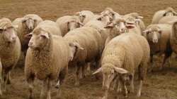 &Kappa;ή&rho;&upsilon;&xi;&eta; &tau;&eta;&sigmaf; &Pi;&epsilon;&rho;&iota;&phi;&epsilon;&rho;&epsilon;&iota;&alpha;&kappa;ή&sigmaf; &Epsilon;&nu;ό&tau;&eta;&tau;&alpha;&sigmaf; &Kappa;&epsilon;&phi;&alpha;&lambda;&omicron;&nu;&iota;ά&sigmaf; &sigma;&epsilon; &Kappa;&alpha;&tau;ά&sigma;&tau;&alpha;&sigma;&eta; &Epsilon;&iota;&delta;&iota;&kappa;ή&sigmaf; &Kappa;&iota;&nu;&eta;&tau;&omicron;&pi;&omicron;ί&eta;&sigma;&eta;&sigmaf; &Pi;&omicron;&lambda;&iota;&tau;&iota;&kappa;ή&sigmaf; &Pi;&rho;&omicron;&sigma;&tau;&alpha;&sigma;ί&alpha;&sigmaf;