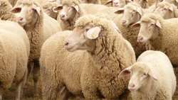 &Pi;&epsilon;&rho;&iota;&sigma;&sigma;ό&tau;&epsilon;&rho;&alpha; &alpha;&pi;ό 20.000 &zeta;ώ&alpha; &theta;&alpha;&nu;&alpha;&tau;ώ&theta;&eta;&kappa;&alpha;&nu; &lambda;ό&gamma;&omega; &tau;&eta;&sigmaf; &epsilon;&upsilon;&lambda;&omicron;&gamma;&iota;ά&sigmaf; &sigma;ύ&mu;&phi;&omega;&nu;&alpha; &mu;&epsilon; &tau;&omicron;&nu; &Kappa;&tau;&eta;&nu;&omicron;&tau;&rho;&omicron;&phi;&iota;&kappa;ό &Sigma;ύ&lambda;&lambda;&omicron;&gamma;&omicron; &Sigma;&epsilon;&rho;&rho;ώ&nu;