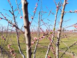 &Mu;. &Kappa;&alpha;&tau;&rho;ί&nu;&eta;&sigmaf; &kappa;&alpha;&iota; &Mu;. &Chi;&nu;ά&rho;&eta;&sigmaf;: Ά&mu;&epsilon;&sigma;&eta; &alpha;&pi;&omicron;&kappa;&alpha;&tau;ά&sigma;&tau;&alpha;&sigma;&eta; &tau;&omega;&nu; &pi;&lambda;&eta;&gamma;έ&nu;&tau;&omega;&nu; &alpha;&gamma;&rho;&omicron;&tau;ώ&nu; &alpha;&pi;ό &tau;&omicron;&nu; &pi;&alpha;&gamma;&epsilon;&tau;ό &sigma;&epsilon; &Pi;έ&lambda;&lambda;&alpha; &kappa;&alpha;&iota; &Eta;&mu;&alpha;&theta;ί&alpha;